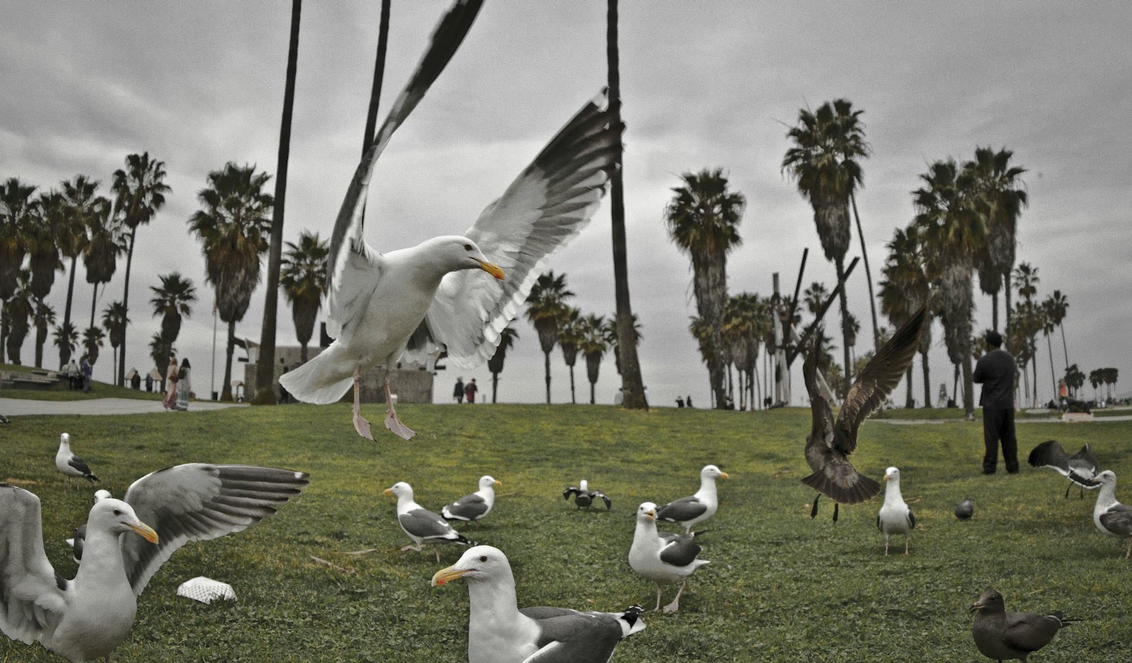 white and gray birds on tree branch during daytime